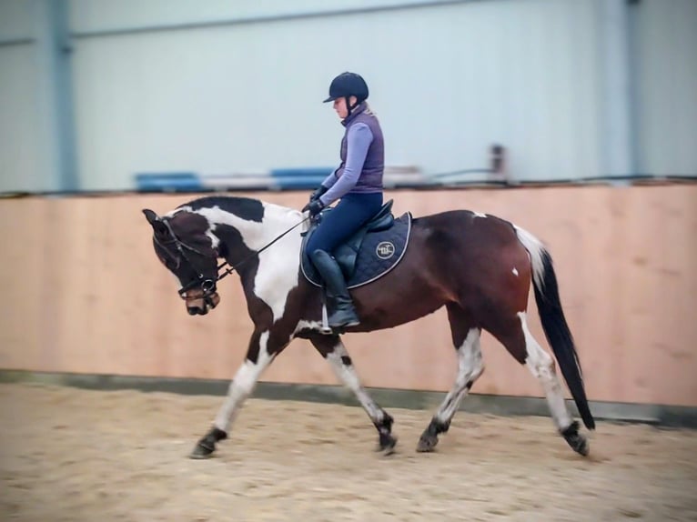Meer warmbloeden Merrie 5 Jaar 159 cm Gevlekt-paard in Chełmno