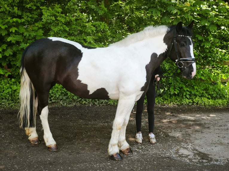 Meer warmbloeden Merrie 5 Jaar 159 cm Gevlekt-paard in Braunschweig