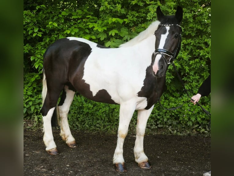 Meer warmbloeden Merrie 5 Jaar 159 cm Gevlekt-paard in Braunschweig