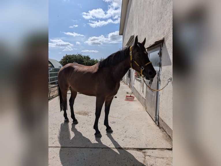 Meer warmbloeden Merrie 5 Jaar 160 cm Bruin in Eschau