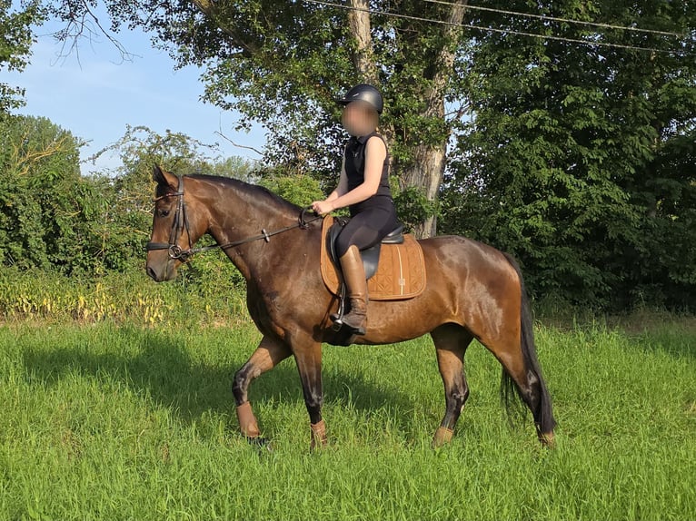 Meer warmbloeden Merrie 5 Jaar 160 cm Bruin in Eschau