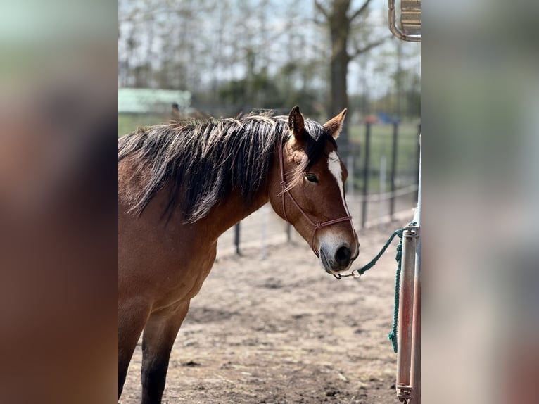 Meer warmbloeden Merrie 5 Jaar 160 cm Bruin in Rehfelde Werder