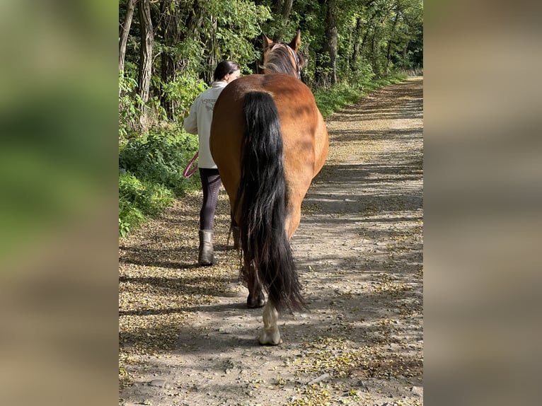 Meer warmbloeden Merrie 5 Jaar 160 cm Bruin in Rehfelde Werder