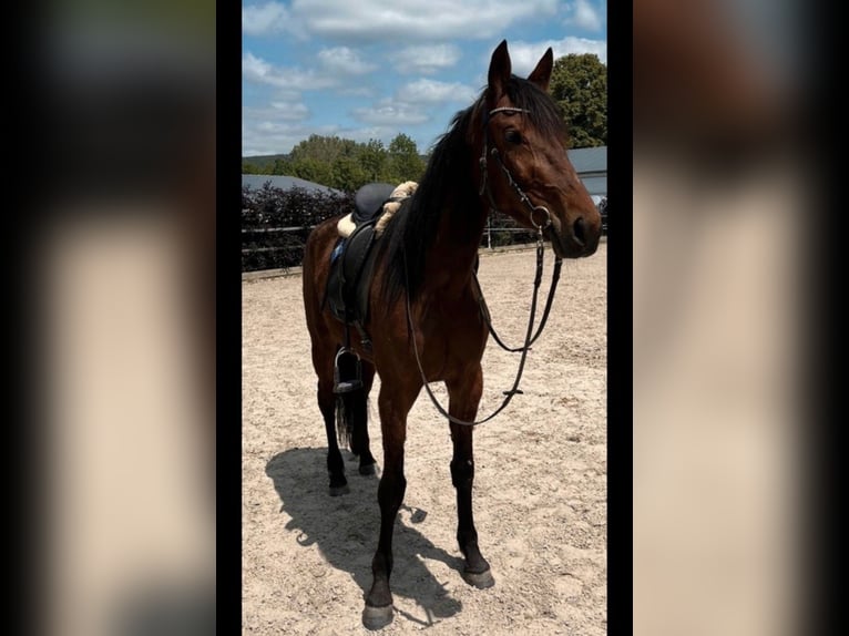 Meer warmbloeden Merrie 5 Jaar 160 cm Bruin in Wittlich