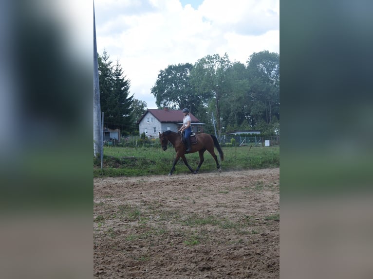 Meer warmbloeden Mix Merrie 5 Jaar 160 cm Bruin in Ełk