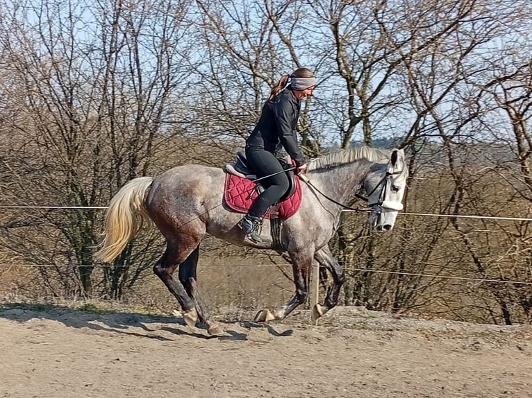 Meer warmbloeden Merrie 5 Jaar 160 cm Wit in Dietrichingen