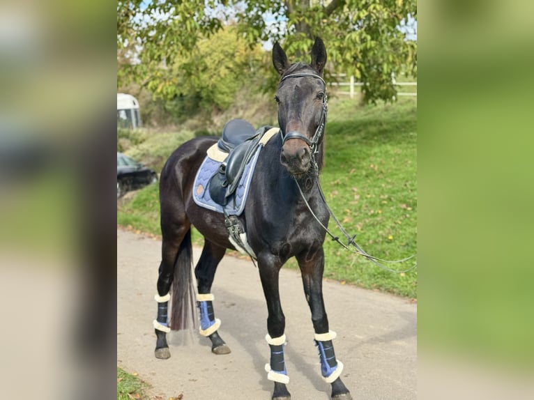 Meer warmbloeden Merrie 5 Jaar 160 cm Zwart in Saarbrücken