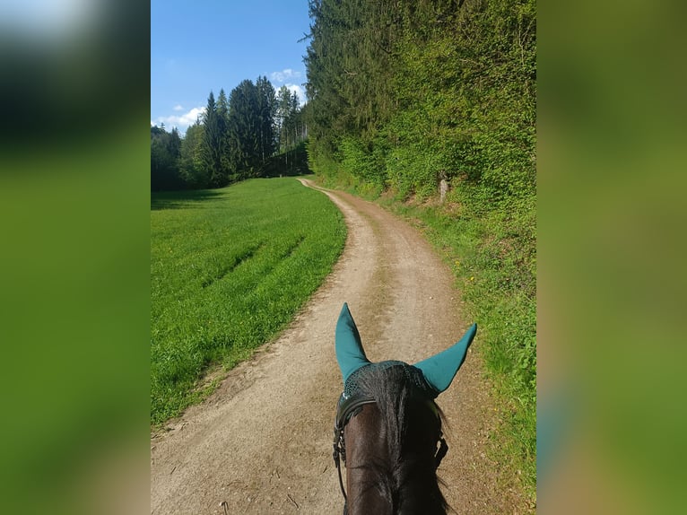 Meer warmbloeden Merrie 5 Jaar 160 cm Zwartbruin in Tragwein