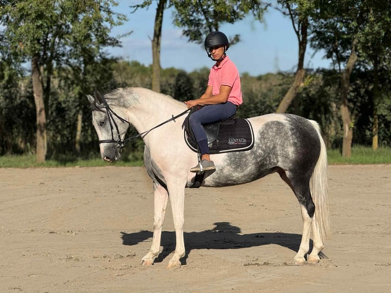 Meer warmbloeden Merrie 5 Jaar 162 cm Gevlekt-paard in B&#xE9;k&#xE9;scsaba