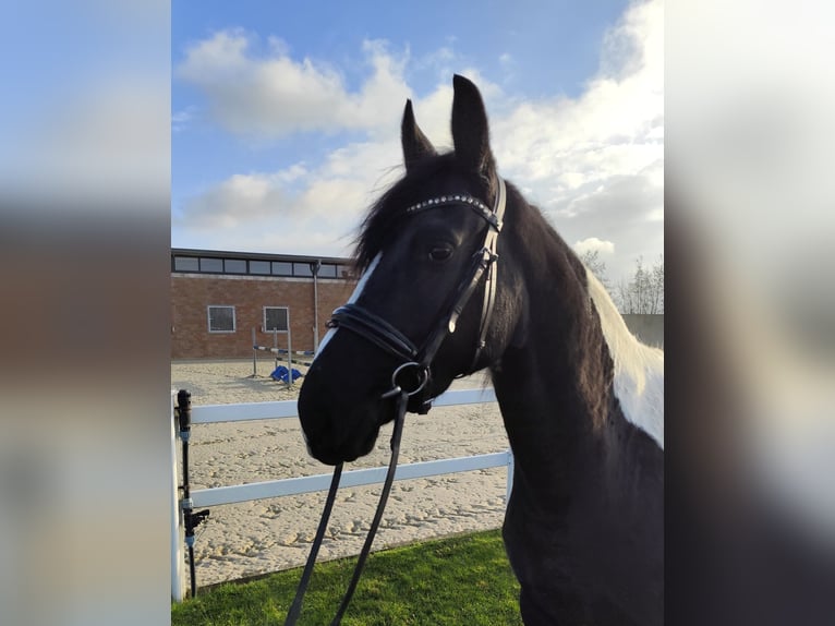 Meer warmbloeden Merrie 5 Jaar 162 cm Gevlekt-paard in Bad Laer