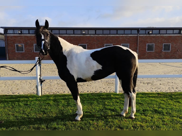 Meer warmbloeden Merrie 5 Jaar 162 cm Gevlekt-paard in Bad Laer