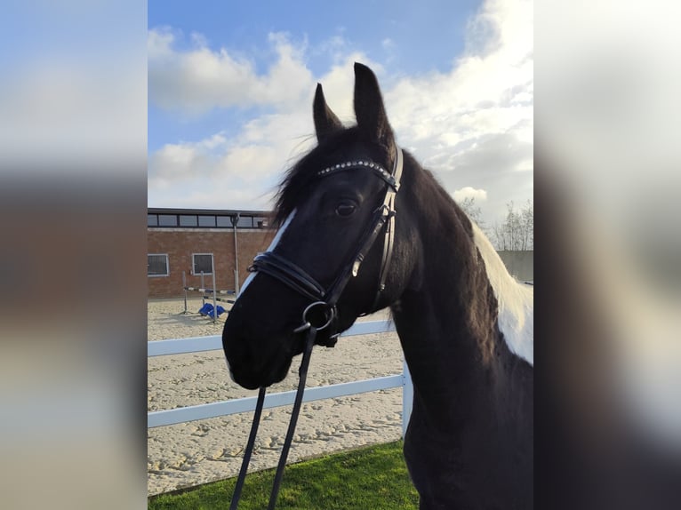 Meer warmbloeden Merrie 5 Jaar 162 cm Gevlekt-paard in Bad Laer