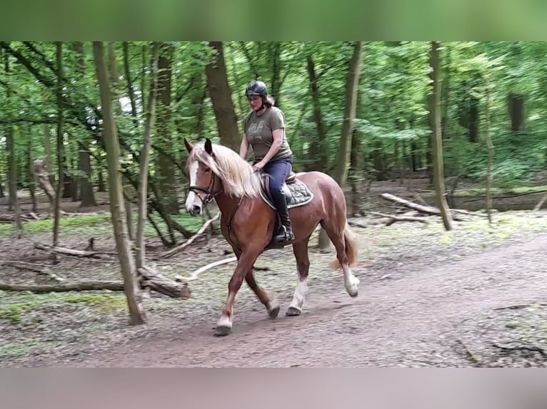 Meer warmbloeden Mix Merrie 5 Jaar 162 cm Vos in Braunschweig