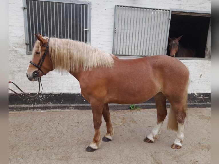 Meer warmbloeden Mix Merrie 5 Jaar 162 cm Vos in Braunschweig