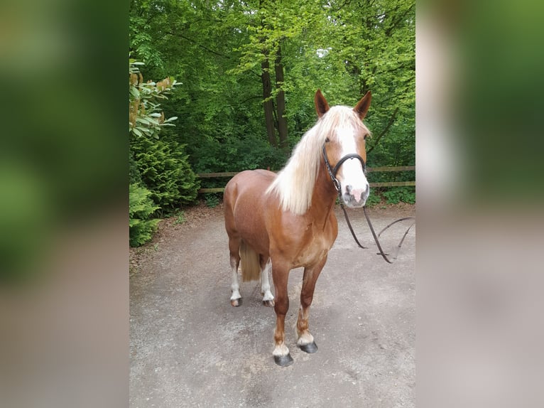 Meer warmbloeden Mix Merrie 5 Jaar 162 cm Vos in Braunschweig