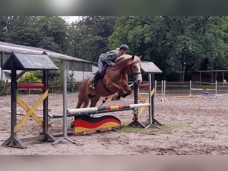 Meer warmbloeden Mix Merrie 5 Jaar 162 cm Vos in Braunschweig