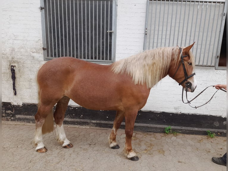 Meer warmbloeden Mix Merrie 5 Jaar 162 cm Vos in Braunschweig