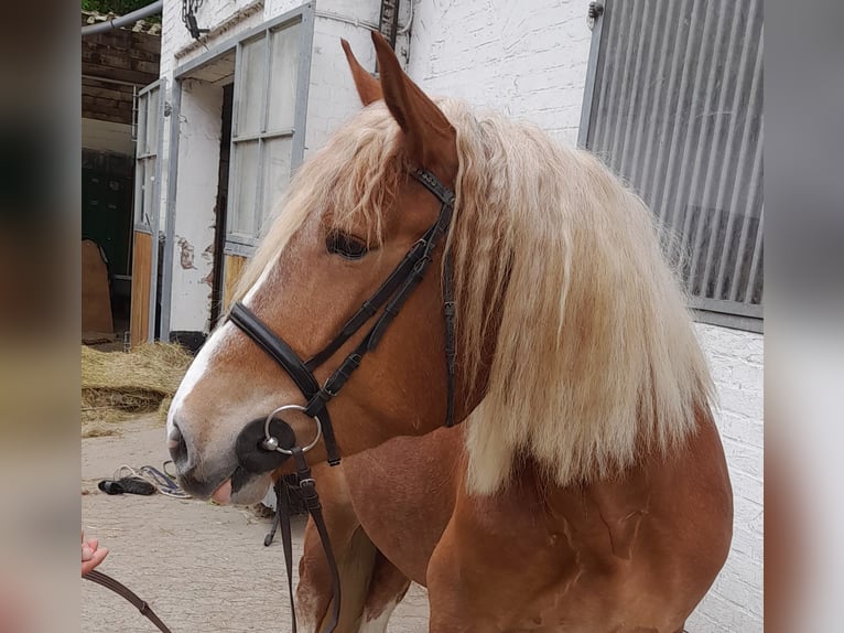 Meer warmbloeden Mix Merrie 5 Jaar 162 cm Vos in Braunschweig