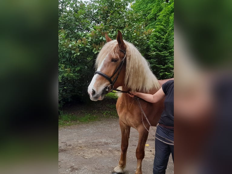 Meer warmbloeden Mix Merrie 5 Jaar 162 cm Vos in Braunschweig