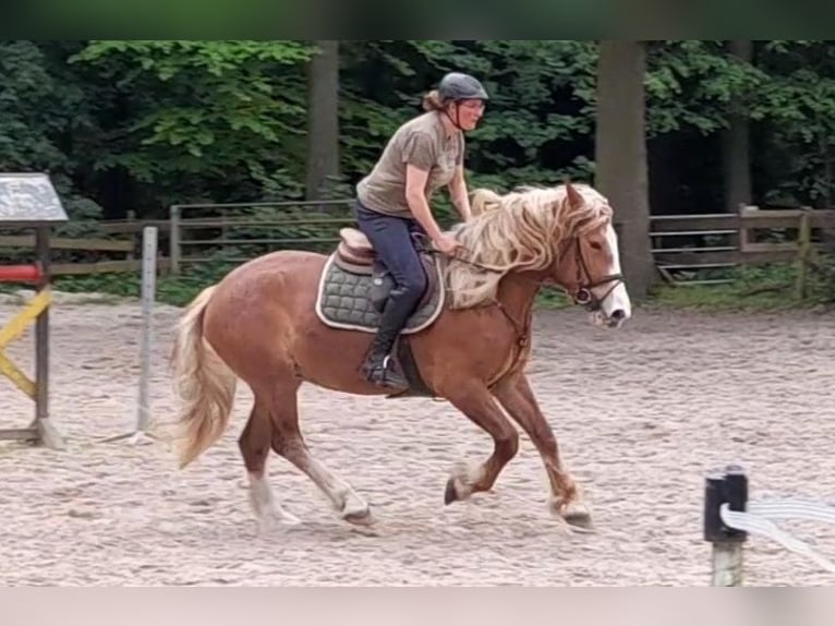 Meer warmbloeden Mix Merrie 5 Jaar 162 cm Vos in Braunschweig