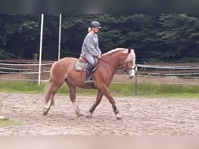 Meer warmbloeden Mix Merrie 5 Jaar 162 cm Vos in Braunschweig