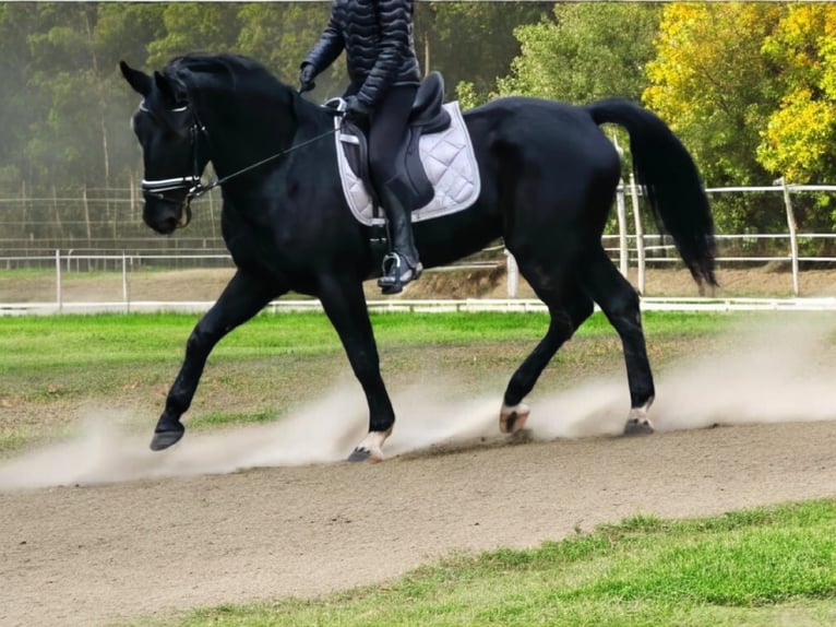 Meer warmbloeden Merrie 5 Jaar 162 cm Zwart in Hünstetten