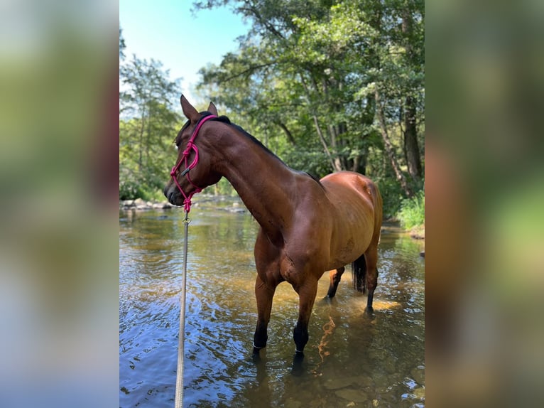 Meer warmbloeden Merrie 5 Jaar 163 cm Bruin in Wittlich