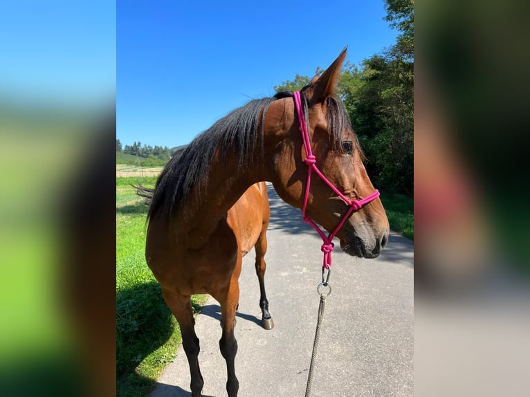 Meer warmbloeden Merrie 5 Jaar 163 cm Bruin in Wittlich