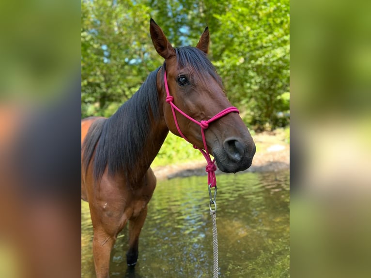 Meer warmbloeden Merrie 5 Jaar 163 cm Bruin in Wittlich