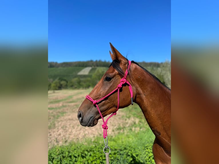 Meer warmbloeden Merrie 5 Jaar 163 cm Bruin in Wittlich