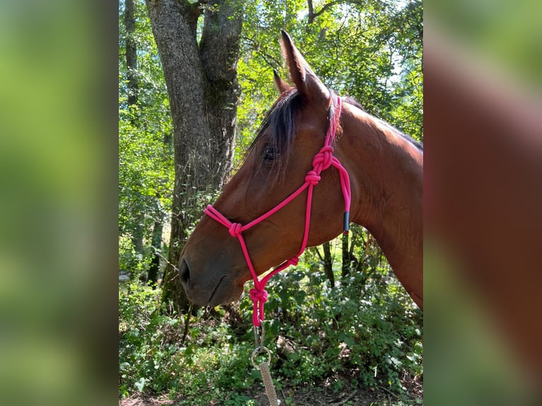 Meer warmbloeden Merrie 5 Jaar 163 cm Bruin in Wittlich