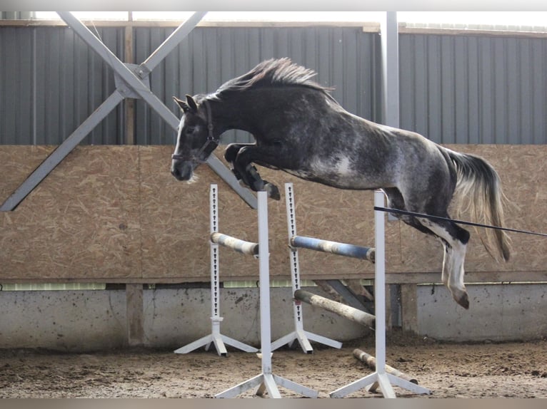 Meer warmbloeden Merrie 5 Jaar 163 cm Schimmel in Paiküla