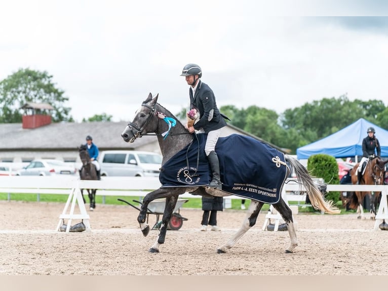Meer warmbloeden Merrie 5 Jaar 163 cm Schimmel in Paiküla