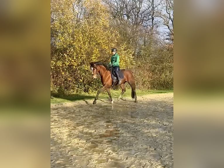 Meer warmbloeden Merrie 5 Jaar 165 cm Bruin in Dinslaken