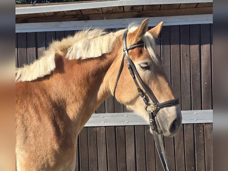 Meer warmbloeden Mix Merrie 5 Jaar 165 cm Vos in Mülheim an der Ruhr