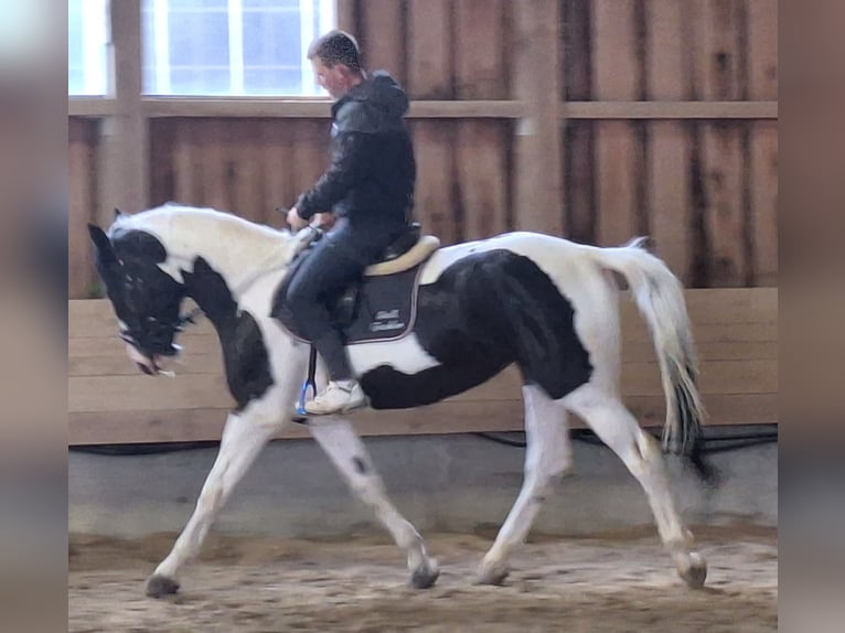 Meer warmbloeden Merrie 5 Jaar 166 cm Gevlekt-paard in Hainsfarth