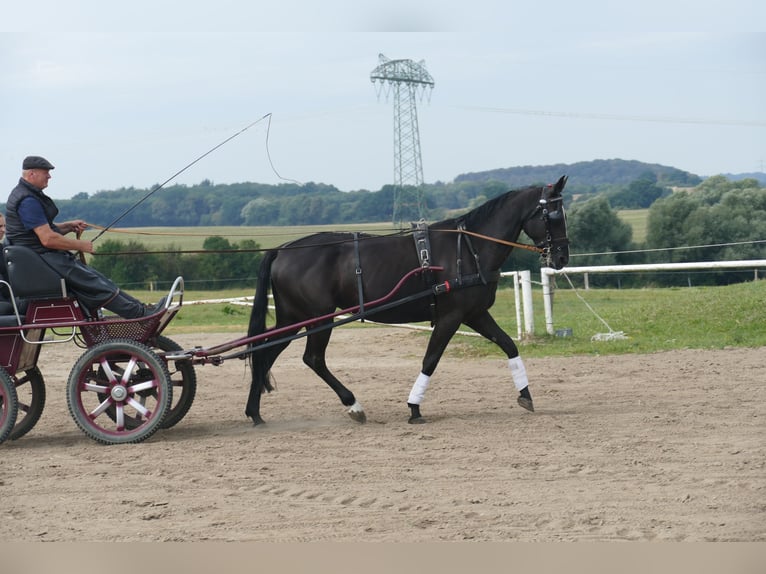 Meer warmbloeden Merrie 5 Jaar 166 cm Zwartbruin in Ganschow