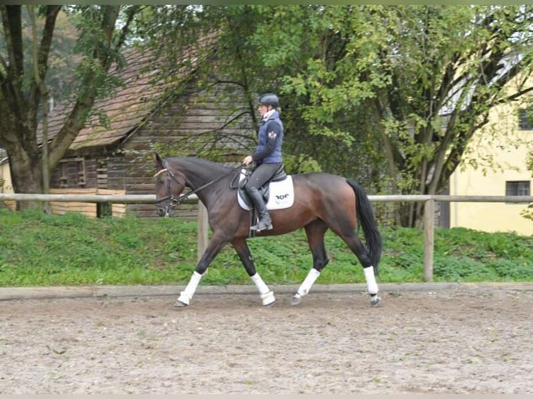 Meer warmbloeden Merrie 5 Jaar 167 cm Bruin in Wellheim