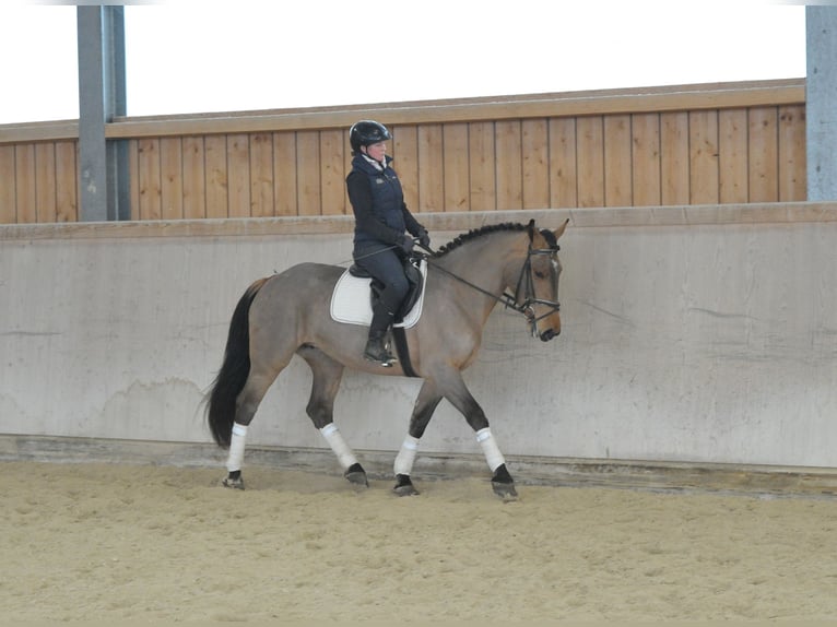 Meer warmbloeden Merrie 5 Jaar 167 cm Bruin in Wellheim