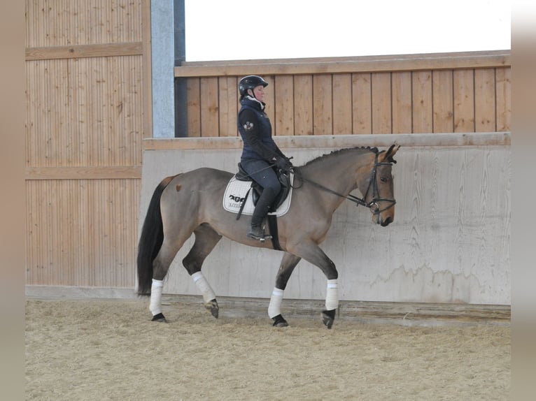 Meer warmbloeden Merrie 5 Jaar 167 cm Bruin in Wellheim