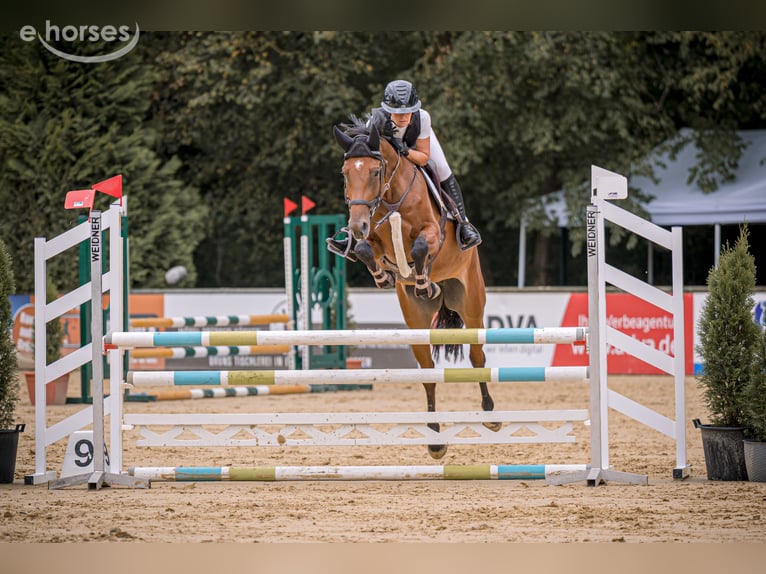 Meer warmbloeden Merrie 5 Jaar 167 cm Bruin in Neuried