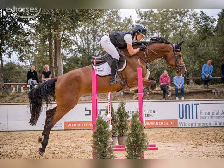 Meer warmbloeden Merrie 5 Jaar 167 cm Bruin in Neuried