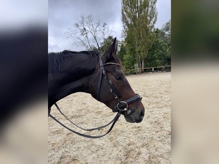 Meer warmbloeden Merrie 5 Jaar 167 cm Donkerbruin in Adliswil