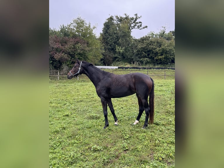 Meer warmbloeden Merrie 5 Jaar 167 cm Donkerbruin in Adliswil