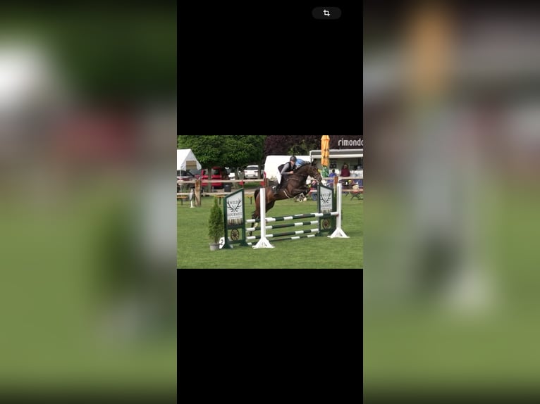 Meer warmbloeden Merrie 5 Jaar 167 cm Donkerbruin in Aken