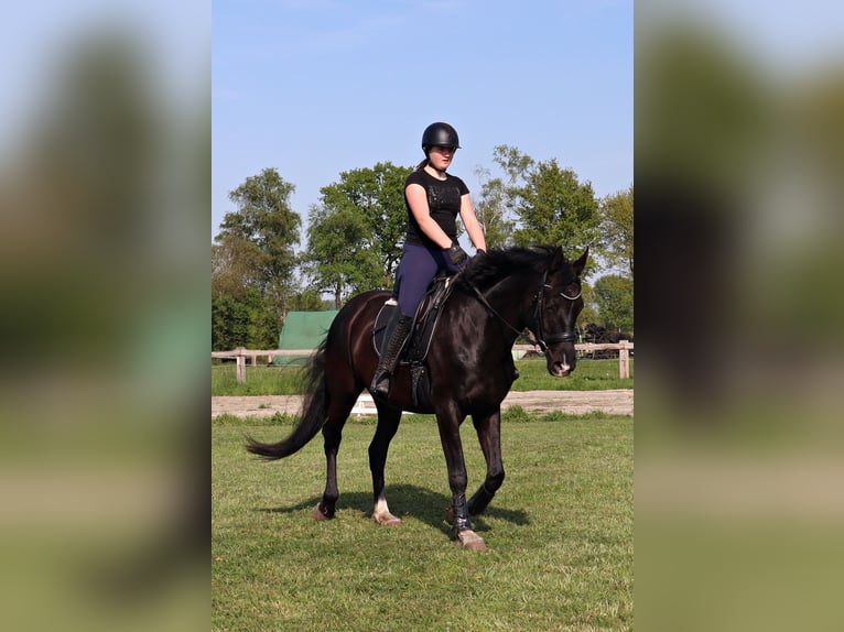 Meer warmbloeden Merrie 5 Jaar 167 cm Zwart in Syke