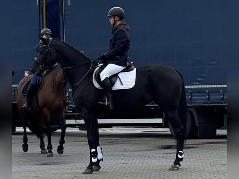 Meer warmbloeden Merrie 5 Jaar 167 cm Zwartbruin in Rawicz