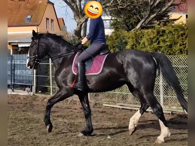 Meer warmbloeden Merrie 5 Jaar 171 cm Zwart in Lutherstadt Wittenberg