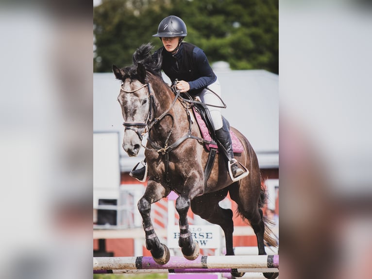 Meer warmbloeden Merrie 5 Jaar 172 cm Zwart in Turku