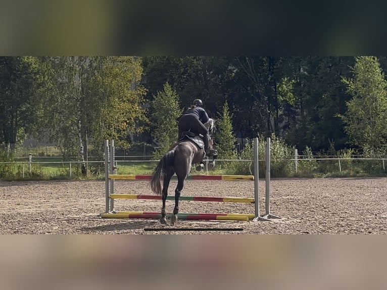 Meer warmbloeden Merrie 5 Jaar 172 cm Zwart in Turku